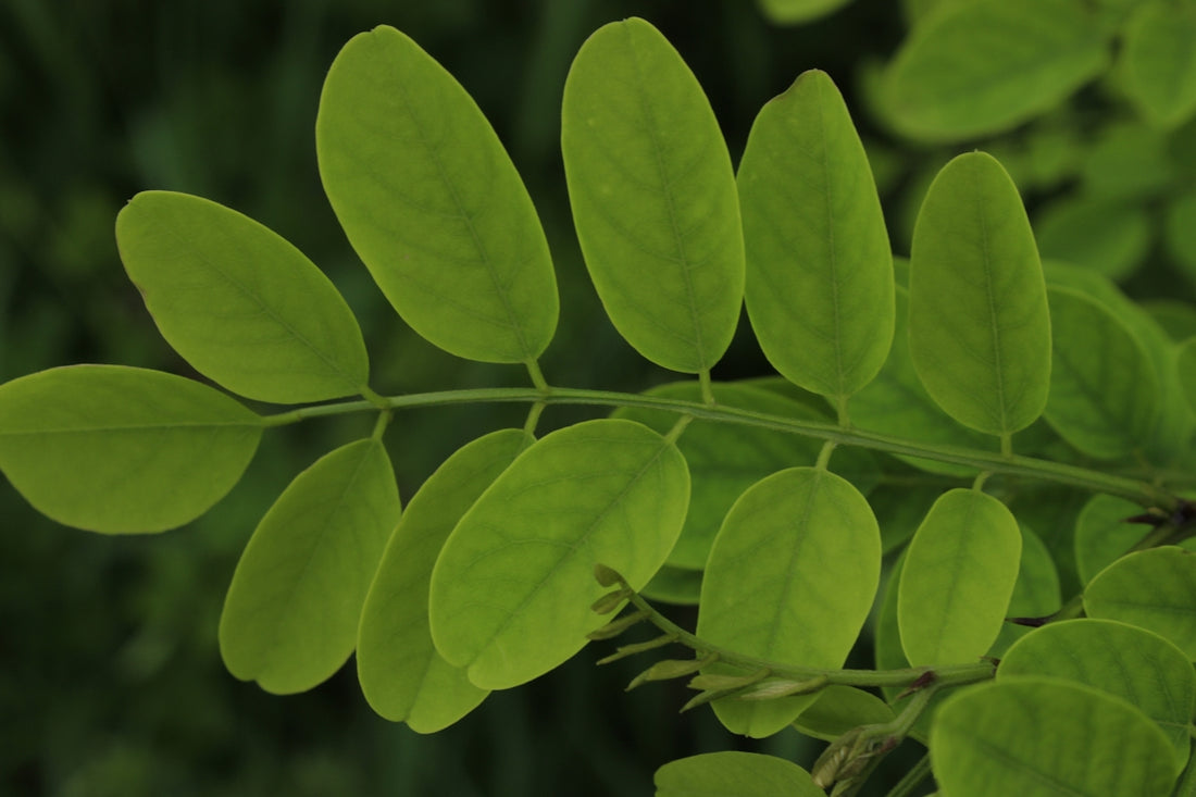 a close up of a green plant with leaves