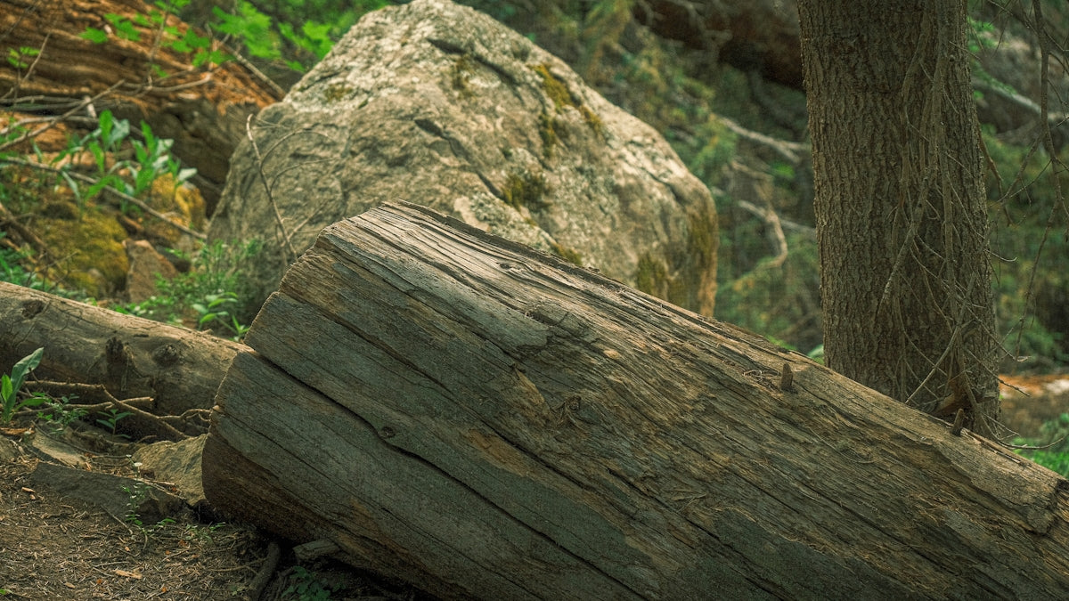 a large log sitting in the middle of a forest