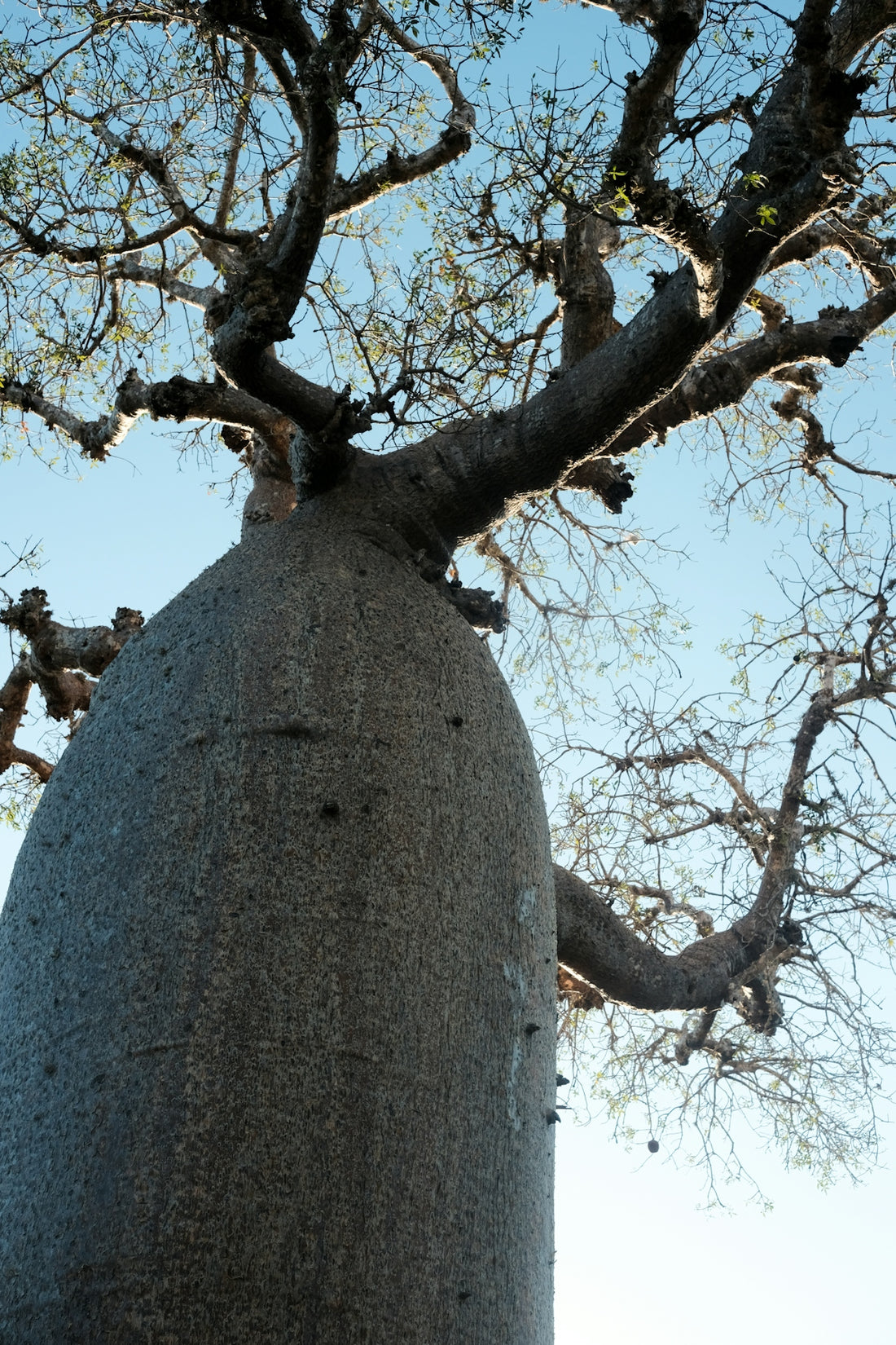 A baobab tree reaches for the sky.
