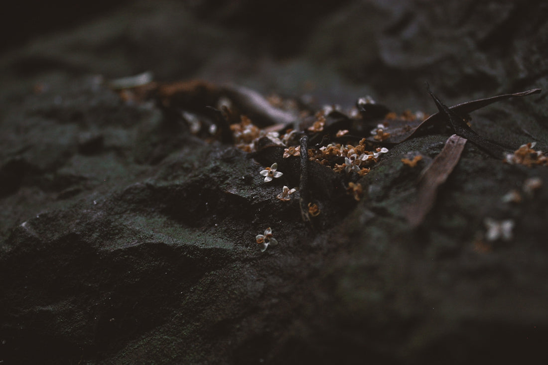 water droplets on black rock