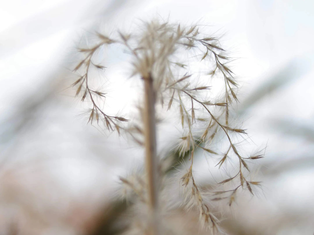 Les Bienfaits des Plantes Naturelles en Cosmétique