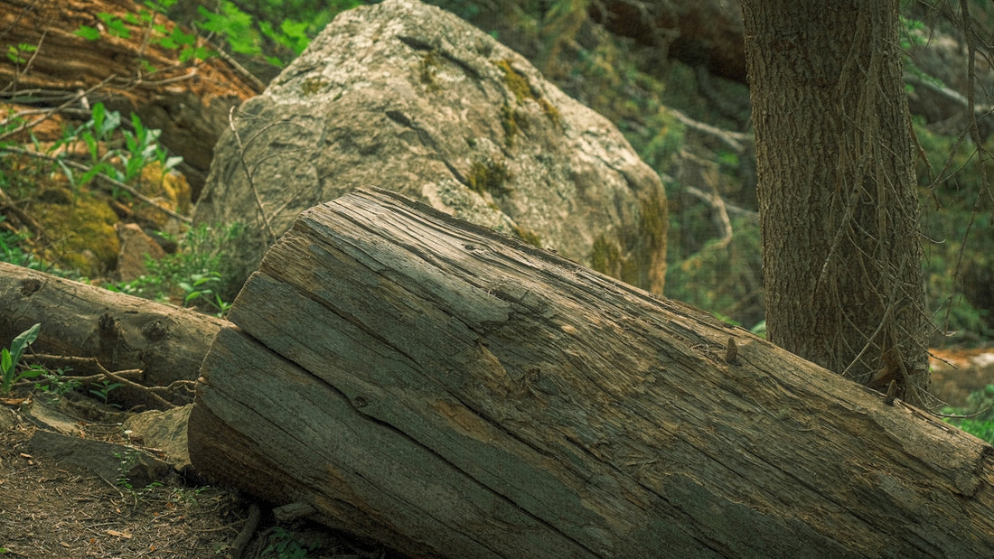 a large log sitting in the middle of a forest