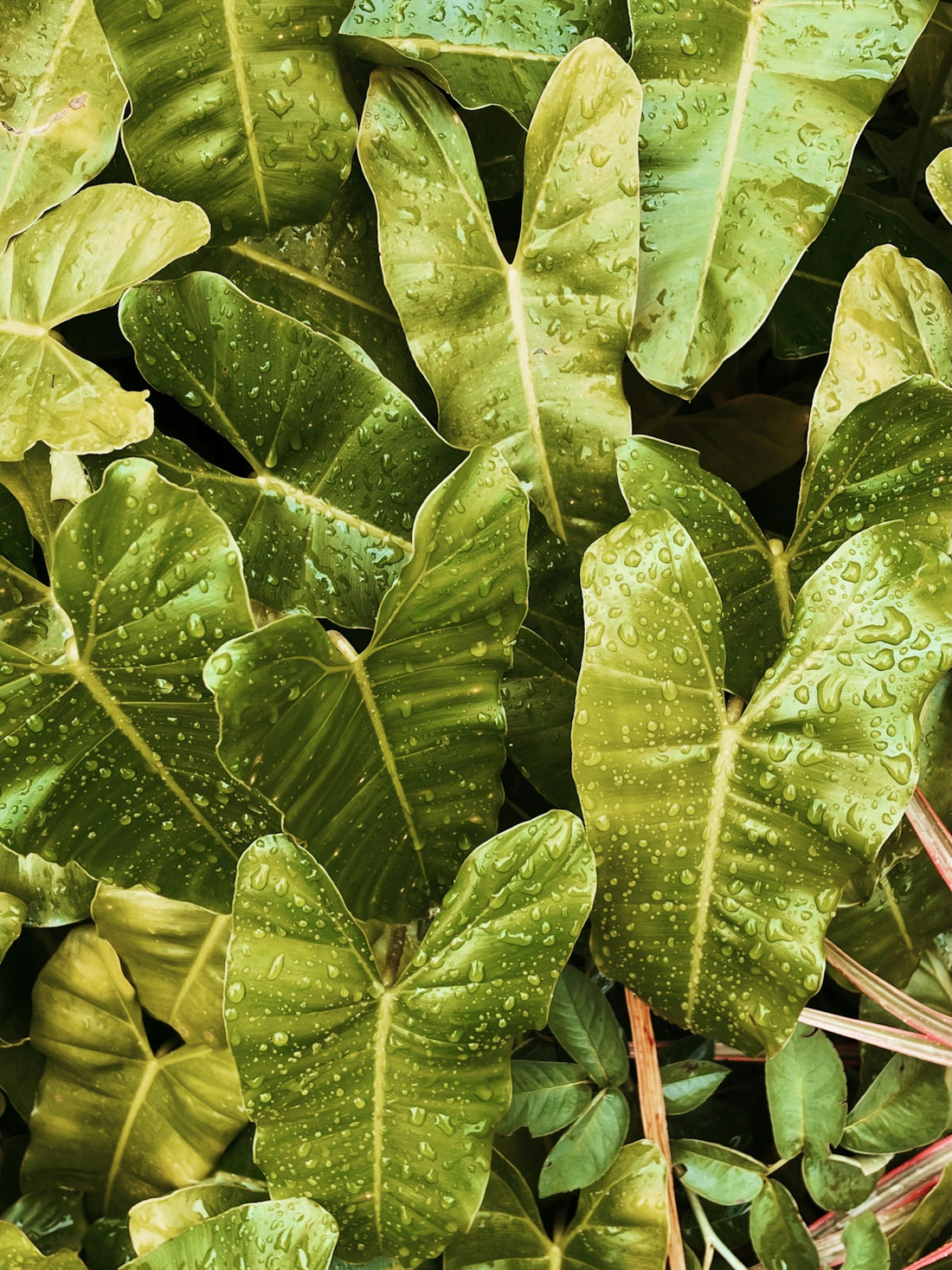 a close up of a plant with green leaves