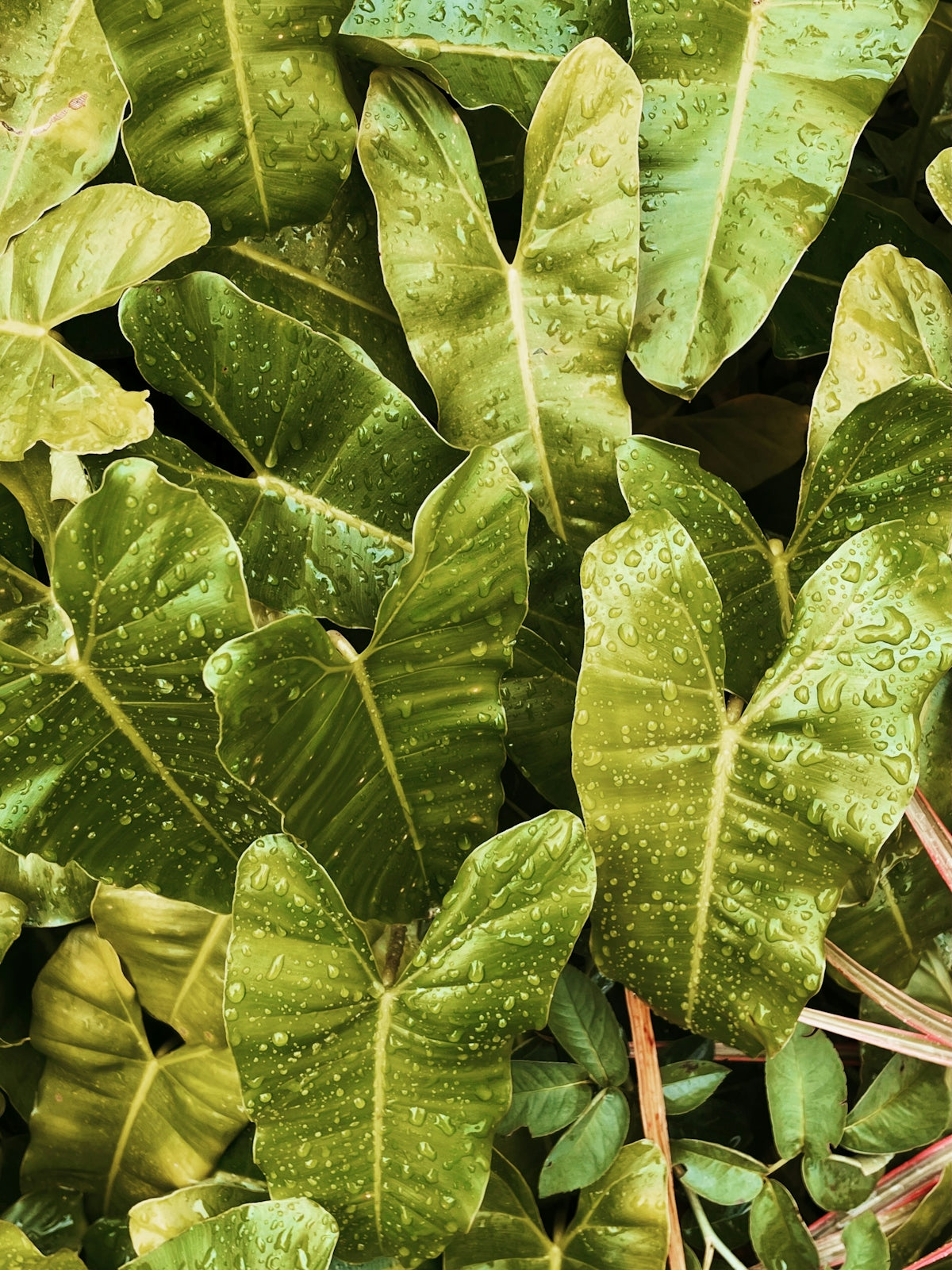 a close up of a plant with green leaves