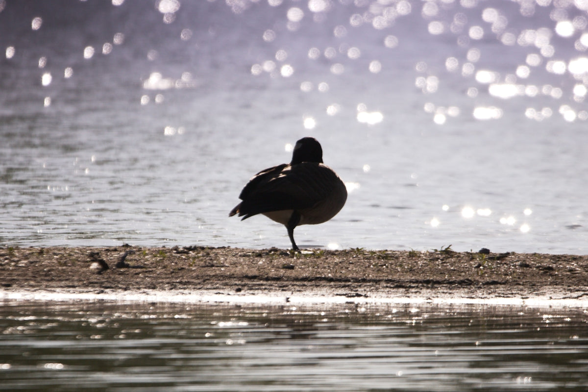 a bird standing on the shore of a lake