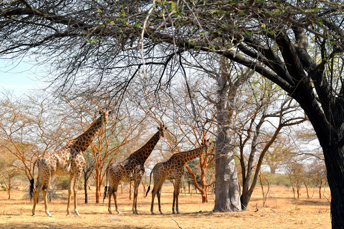 A herd of giraffe standing next to a tree