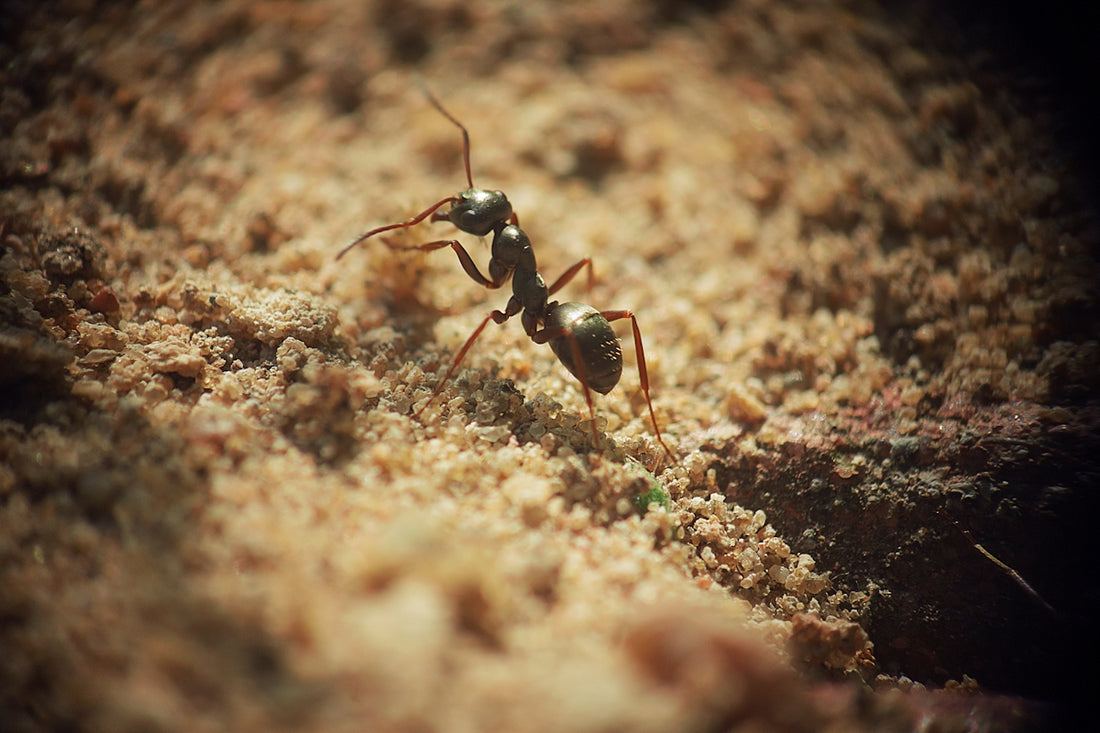 A close up of a bug on the ground