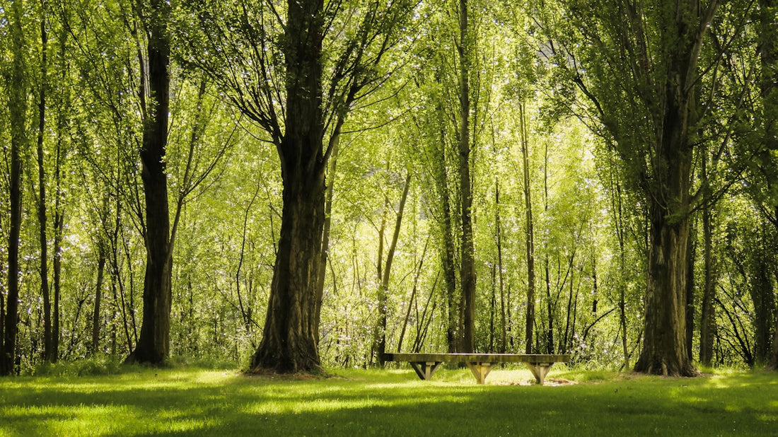 A bench in the middle of a forest