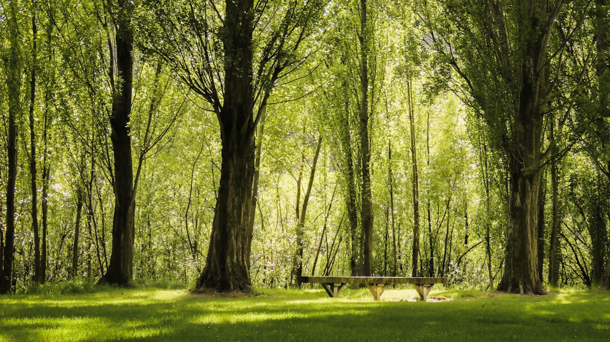 A bench in the middle of a forest