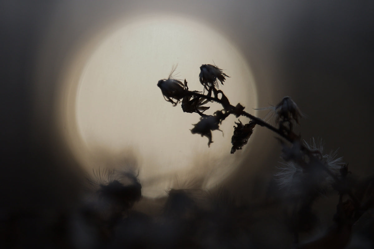 A full moon is in the sky behind a plant