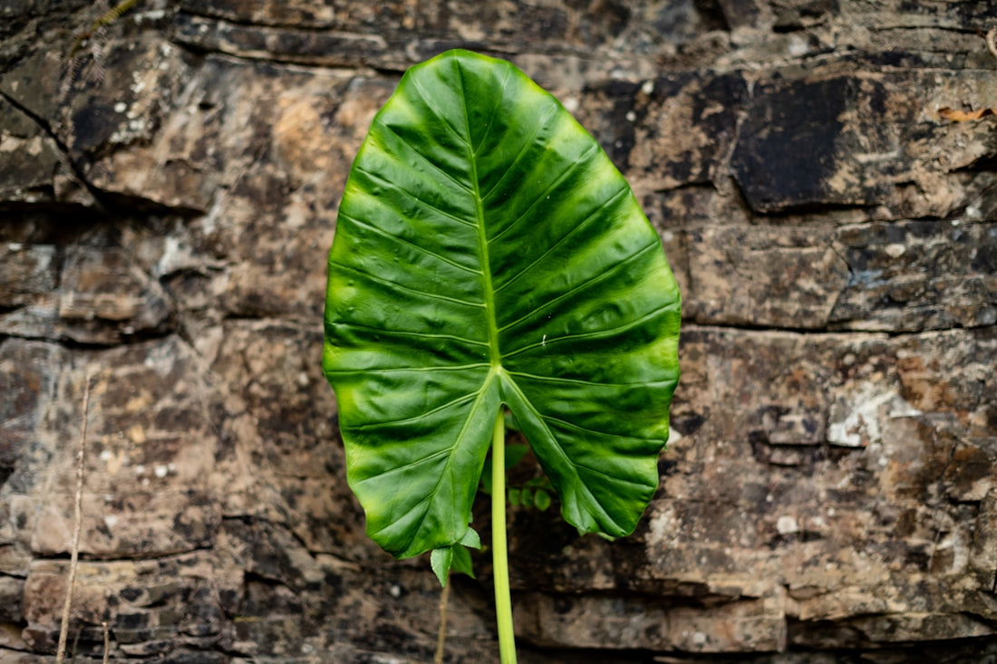 A large green leaf sitting on top of a wooden wall