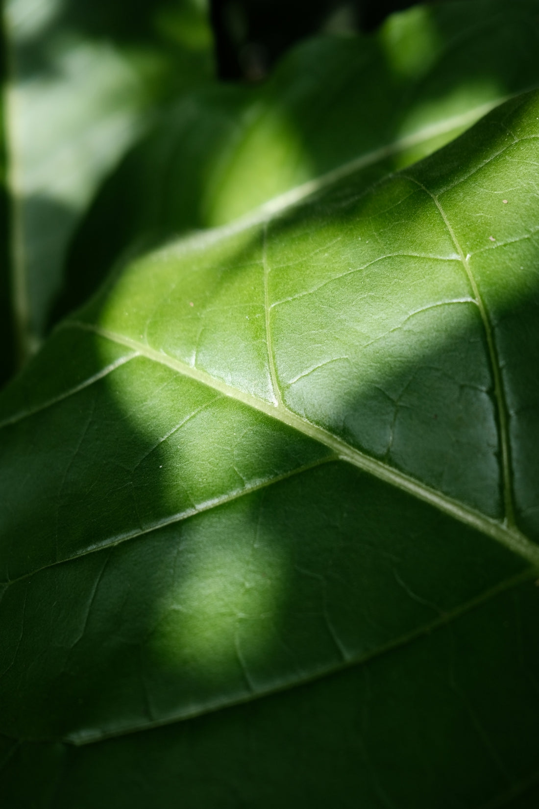 Green leaf detail with sunlight and shadows.