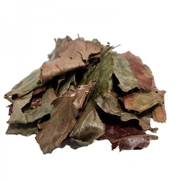 Feuilles de Kinkeliba - Teranga Prestige