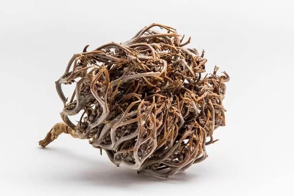 Rose de Jericho