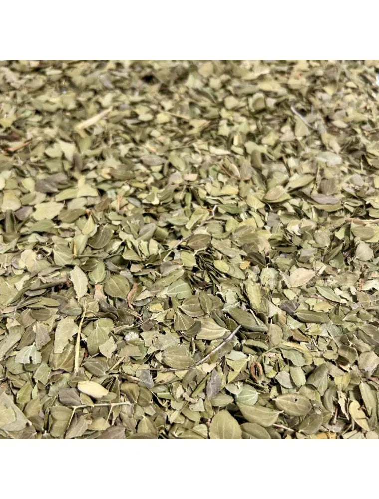 Feuilles de Jujube - Sidr - Teranga Prestige