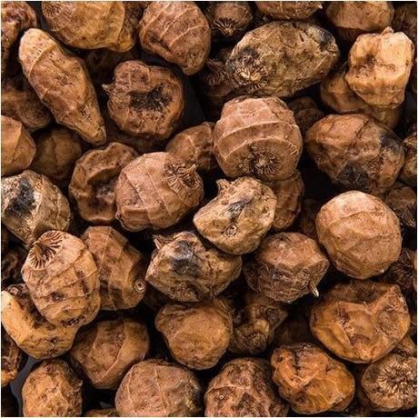 Graines de Souchet